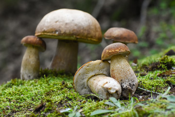 Boletus edulis, edible mushroom in forest. Porcini mushroom healthy and delicates food
