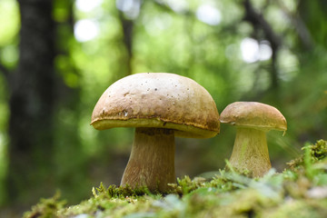 Boletus edulis, edible mushroom in forest. Porcini mushroom healthy and delicates food