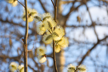 willow buds on a branch close up