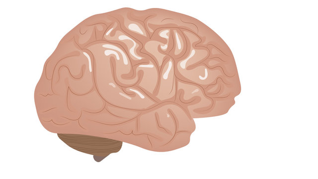 Human brain isolated on white vector illustration