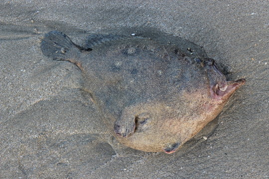 deep sea angler fish dead on the beach, peru