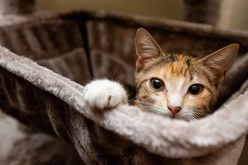 A furry kitty keeps an eye out from atop his perch