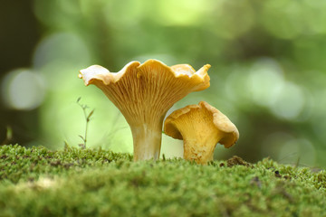 Chanterelle mushrooms close up. Edible mushroom Cantharellus cibarius in forest