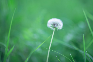 white ball of dandelion,shot in the evening in early summer