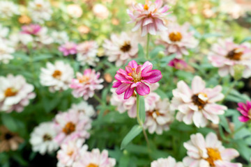 Zinnia angustifolia Ornamental plants are growing in the garden.