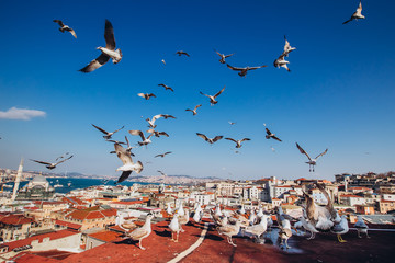 View of the Bosphorus Bay from the roof. Red roofs of Istanbul. Gulls fly to Istanbul, Turkey. Panorama of the embankment of Istanbul in the summer.