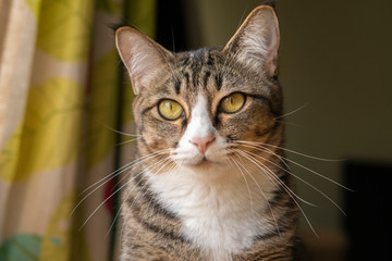 The cats look very cute this way.