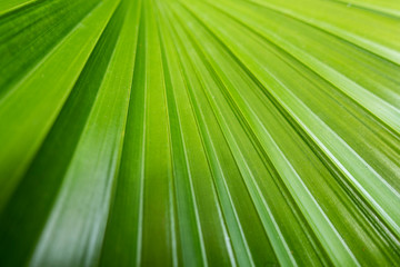 Abstract image of Green Palm leaves in nature for background