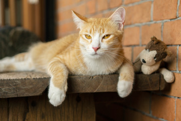 The orange cat looks this way.