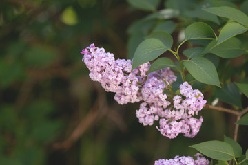 Spring blooming lilac blossom view. Lilac flowers background.
