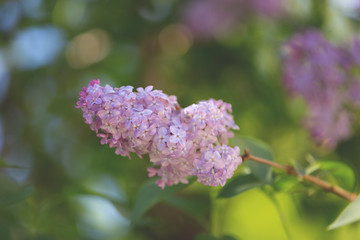 Spring blooming lilac blossom view. Lilac flowers background.