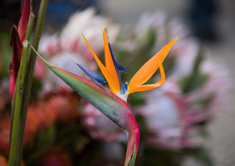 Tropical flower strelitzia or bird of paradise on Madeira Island,  Portugal.