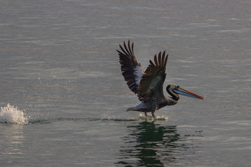 pelican swimming in the ocean in peru
