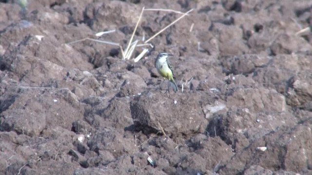 Yellow Wagtail in field, Judea plains Israel