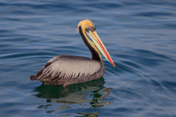 pelican swimming in the ocean in peru