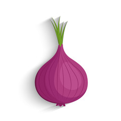 Shallots onions vector illustration, half, slice and whole, 
