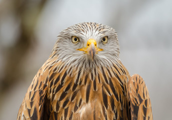 Portrait de star.