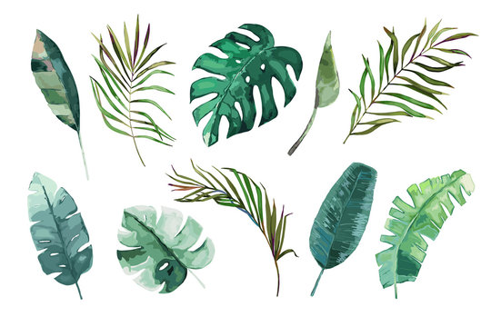 Tropical watercolor leaves set. Vector illustration. Isolated image