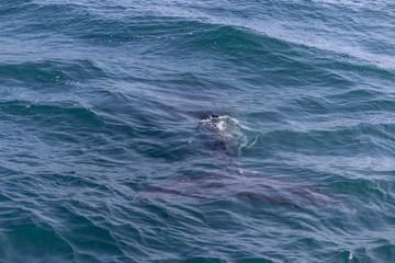 fin of an humpback whale in peru