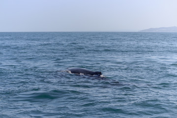 Fototapeta premium fin of an humpback whale in peru