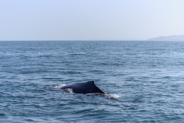Fototapeta premium fin of an humpback whale in peru