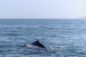 Fototapeta premium fin of an humpback whale in peru