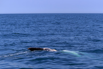 Obraz premium fin of an humpback whale in peru