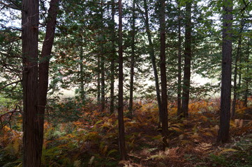 Bog wetlands Natural monuments in Nagano Japan