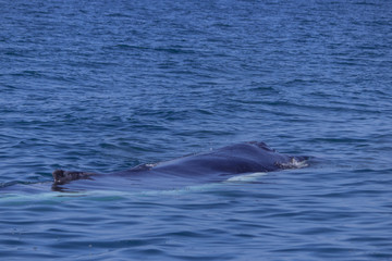 Fototapeta premium fin of an humpback whale in peru