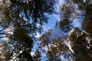 Bog wetlands Natural monuments in Nagano Japan