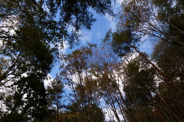 Obraz premium Bog wetlands Natural monuments in Nagano Japan