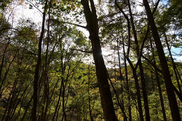 Fototapeta premium Bog wetlands Natural monuments in Nagano Japan