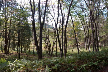 Bog wetlands Natural monuments in Nagano Japan