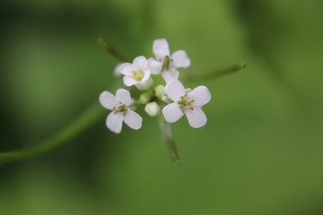 white flowers close up