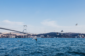 Bosphorus Bridge in the rays of the setting sun. Incredible view of Istanbul Bosphorus and seagulls and a large tanker passing the bridge over the sea.