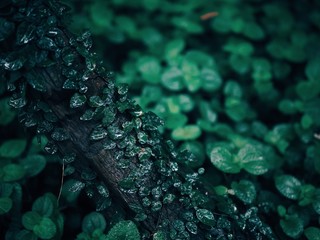 Trees in park in rainy day.