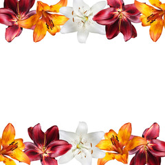 Beautiful floral background of white, orange and burgundy lilies. Isolated