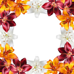 Beautiful floral background of white, orange and burgundy lilies. Isolated