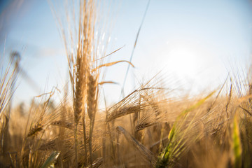 Wheat fields in Prince Edward Island