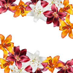 Beautiful floral background of white, orange and burgundy lilies. Isolated