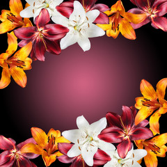 Beautiful floral background of white, orange and burgundy lilies. Isolated