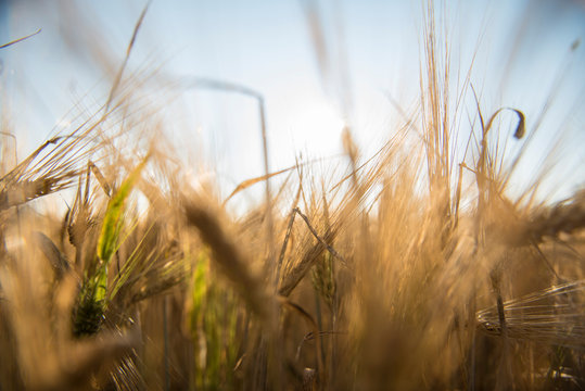 Wheat Fields In Prince Edward Island