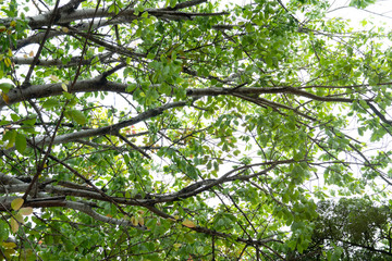 Southern view of Branch and green leaves of banyan tree.