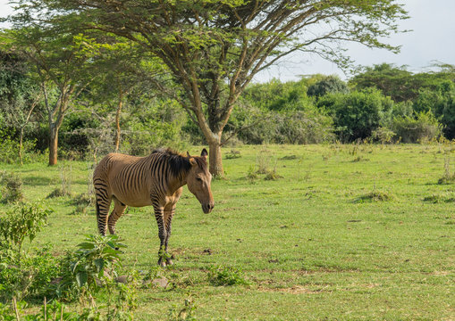Zebroid hybrid cross between a horse and a zebra at the mount kenya animal orphanage, Mount kenya, Kenya