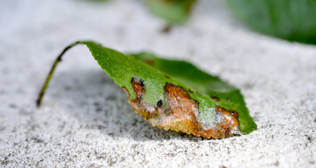 sour cherry leaf attacked by malicious insects