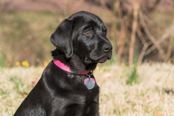Black Labrador puppy. With his family-friendly reputation, unique intelligence, and incredible loyalty, the black Lab has made a popular family companion pet for years.