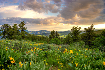 field of yellow flowers and blue sky