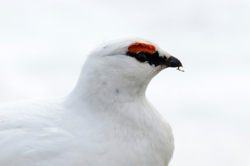 Lagopède alpin, male, .Lagopus muta, Rock Ptarmigan