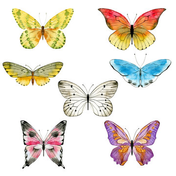Watercolor collection of butterfly and moth
