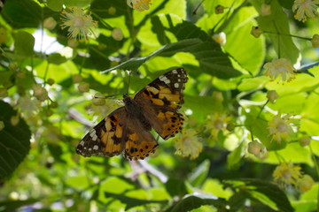 A butterfly sits on a linden flower